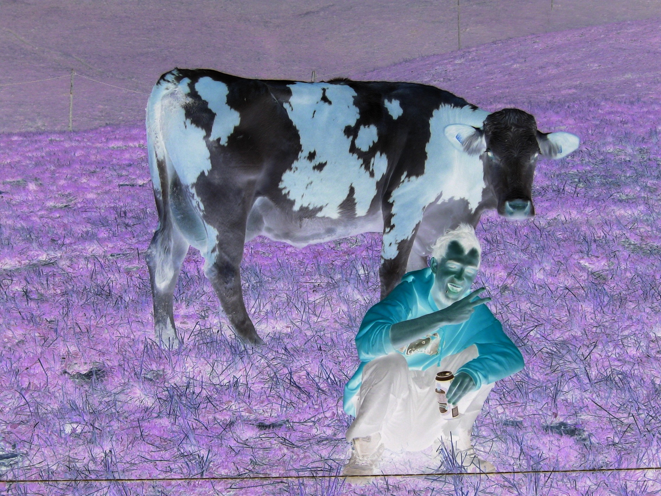 pose avec la vache.JPG